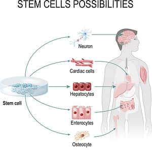 Stem cells possibilities. These cells can become any tissue in the body. Internal organs in the background of a male figure and a human cell (gepatocytes, osteocyte, cardiac, enterocytes, neuron).