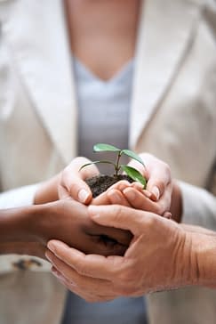 A plant in hands